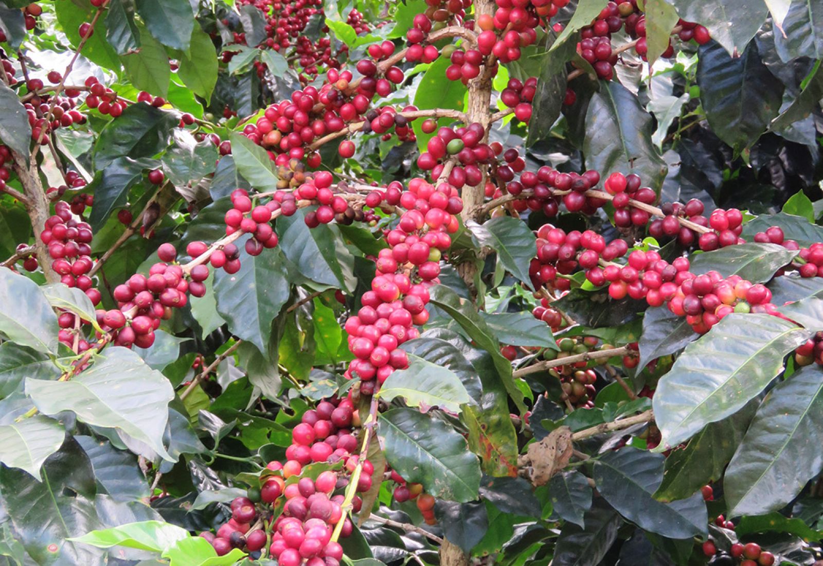 costa_rica_la_pastora_tarrazu_3