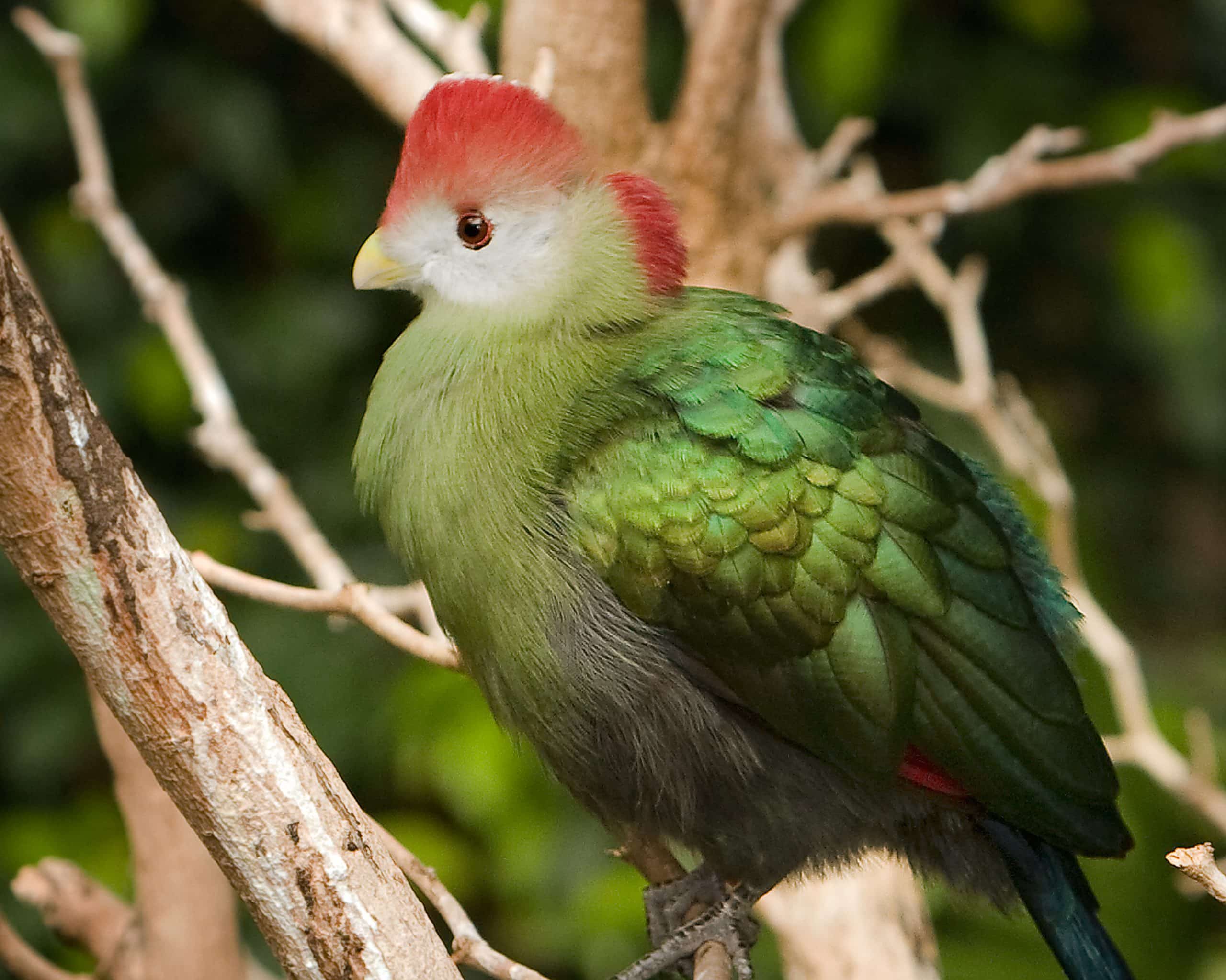 Turaco